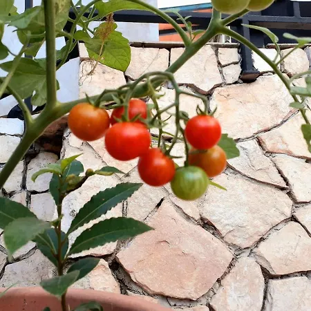 Be Free-central-free Parking-garden-bbq Apartment Pula